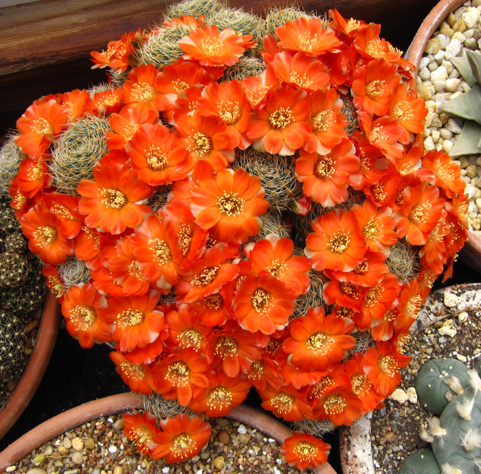 Rebutia steinmanni var. christinae